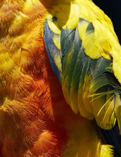Birds Of A Feather Elegant Close Ups Amplify The Beauty Of Bird Plumes