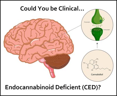 could you be clinical endocannabinoid deficient ced