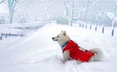 Fluffy White Dog In Snow Winter Cold With Red Coat On Canine Campus