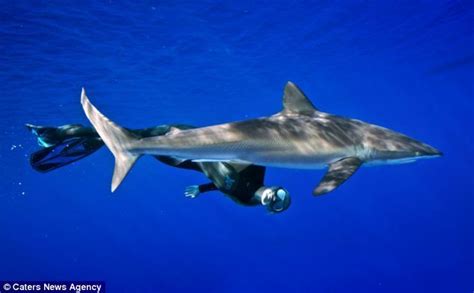 Woman Named Ocean Who Swims With Sharks Deep Sea Diver Travels World