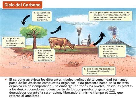 Ecología Ambiente Y Empresa Ciclos Biogeoquímicos