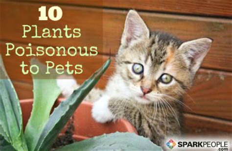 As i understand it, about 10%, or perhaps more, of the human population are allergic to cats. 10 Common House Plants That are Poisonous to Pets ...