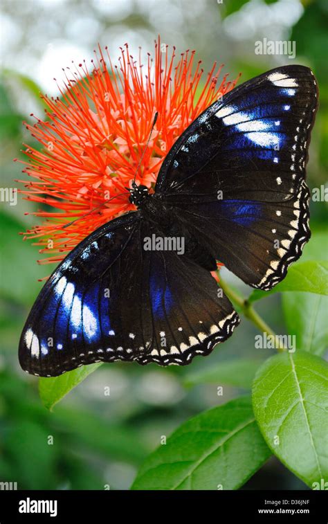 Blue Diadem Butterfly Latin Name Hypolimnas Salmacis Stock Photo Alamy