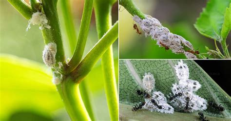 How To Get Rid Of Mealybugs 8 Tricks To Control