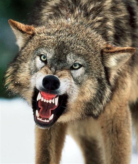 Pin By Emily Benno On Wild Animals Wolf Dog Angry Wolf Snarling Wolf