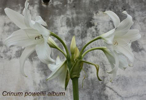 Un Jardín En Málaga Crinum Powellii Alba