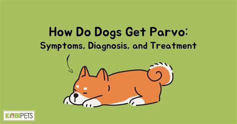 How Do Dogs Get Parvo Symptoms Diagnosis And Treatment Kobi Pets