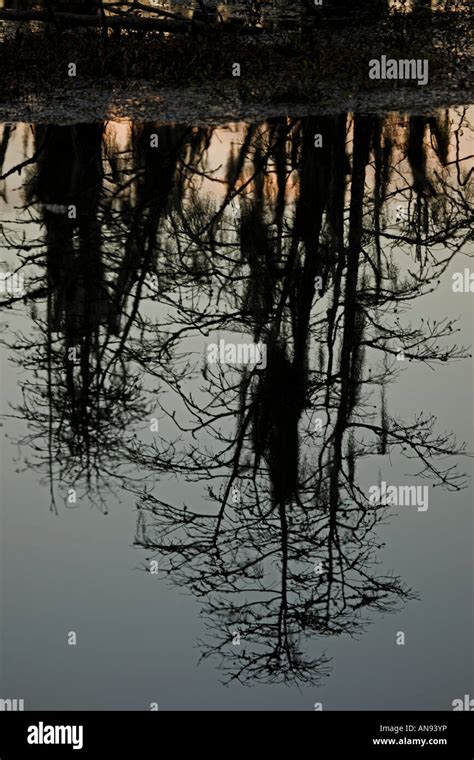 Bald Cypress Trees Taxodium Distichum Reflections In Louisiana Swamp