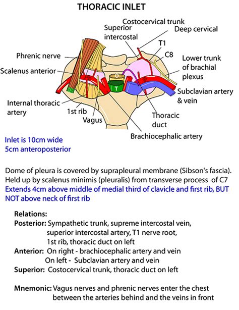Instant Anatomy Head And Neck Vessels Lymphatics Thoracic Duct