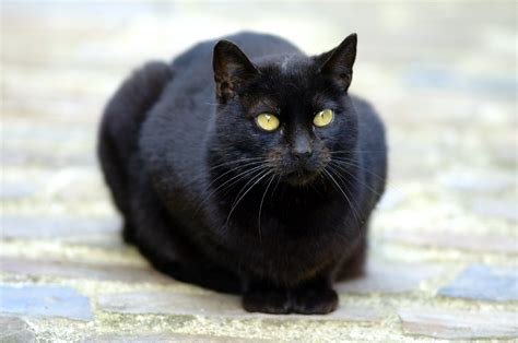 Awesome Black Cat Facts
