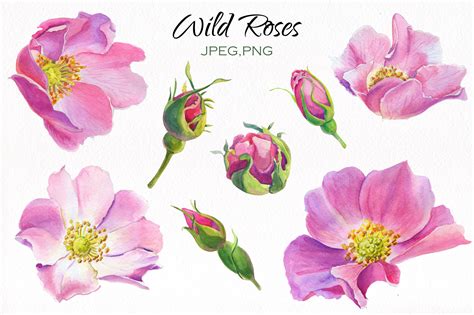Aroma Of Wild Roses Watercolor Set 23562 Illustrations Design