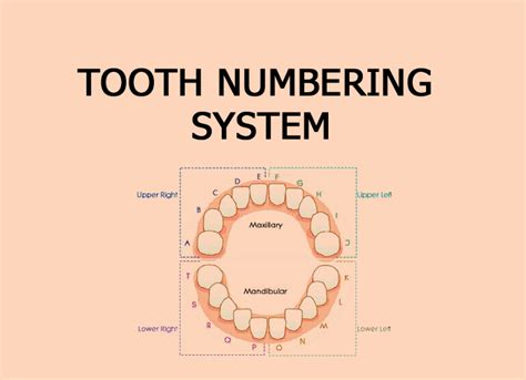 Tooth Numbering System Focus Dentistry