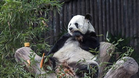 Giant Panda Lin Hui Passes Away In Thailand Cgtn