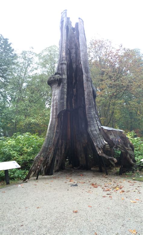 5 Things To See In Stanley Park Vancouver Even When It Rains The