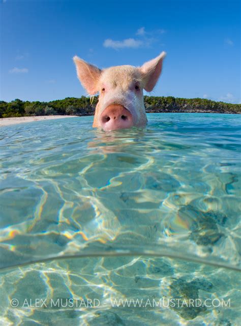 Swimming Pig Bahamas Alex Mustard