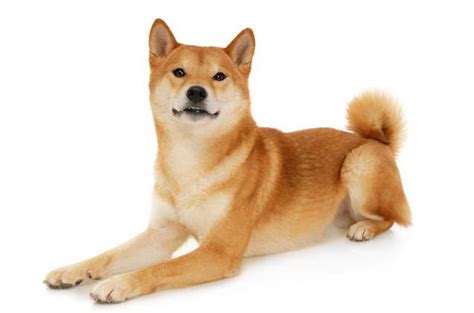 How much do shiba inu puppies cost? How Much Is A Shiba Inu | PETSIDI