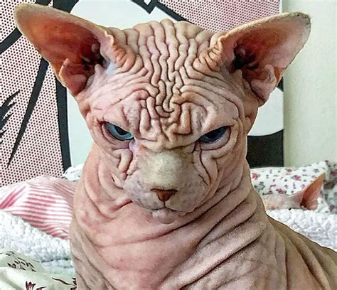 Picture Of The Worlds Scariest Cat Advocating Animal Welfare