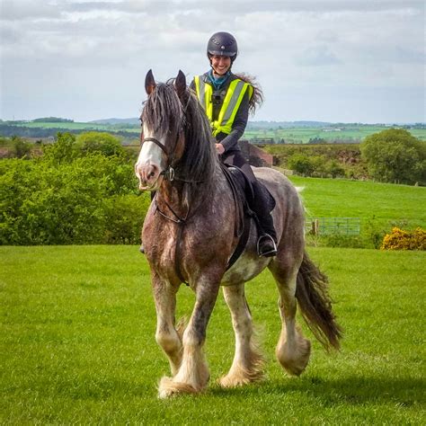 Riding The Clydesdale — Discoverthehorse