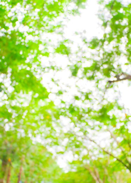 Fresh Green Nature Blurred Background Blurred Background