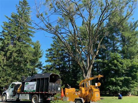 Professional Tree Preservation In Pittsburgh Pa Elevated Tree Care