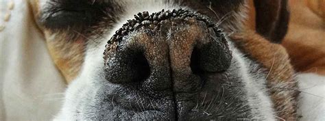 When A Dogs Nose Is Dry Homes And Apartments For Rent