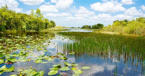 Park Narodowy Everglades Musement