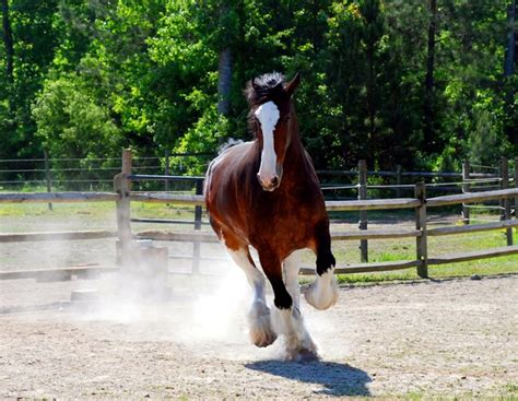 Clydesdale Horse Information And Petguide Petguide Petguide