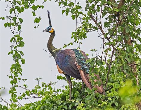 Indonesian Birding Tour Nature Tour In Indonesia Naturalist Journeys