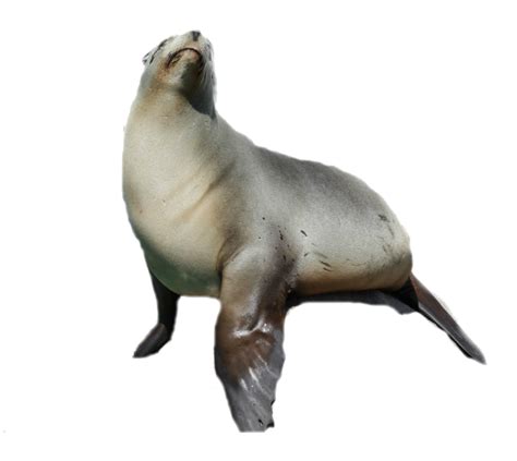 Collection Of Seal Animal Png Pluspng