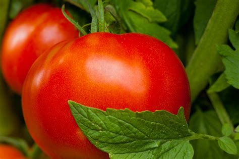 Tomato Talk Pro Gardeners Favorites The Washington Post