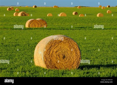 Agriculture Round Bales Of Alfalfa Hay In The Field Near Estevan