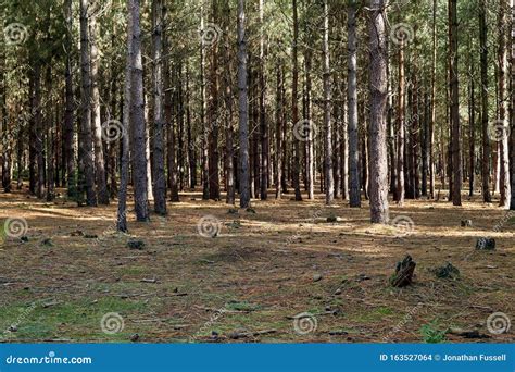 Dappled Sunlight Shines Through A Pine Forest Stock Photo Image Of