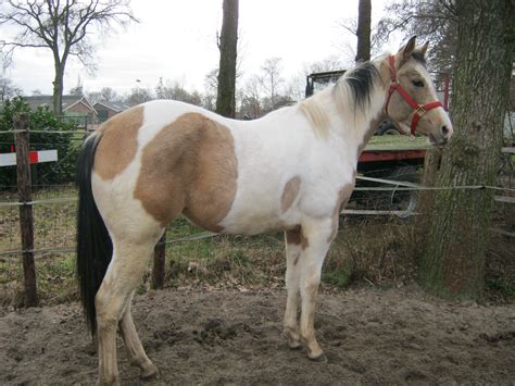 Cutting!western quarter paint horse appaloosa equine tack cowboy cowgirl rodeo ranch show ponypleasure barrel racing pole. Te Koop. Paint Horse Ruin. Buckskin Tobiano. 2 jaar. | Bokt.nl