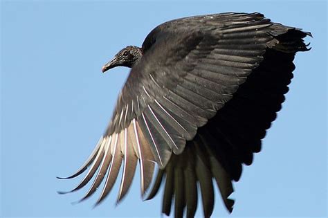 Black Vulture In Flight Animals Online Photo Photo And Video