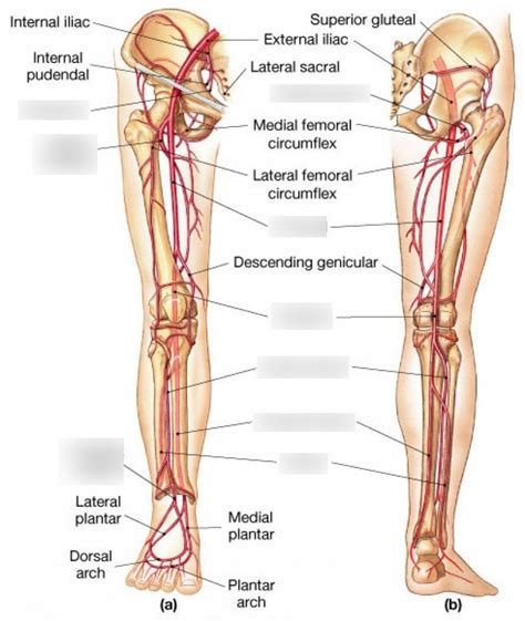Arteries Of The Lower Limb Lower Limb Arteries Anatomy Arteries My