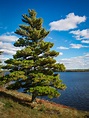 Eastern White Pine Trees For Sale | The Tree Center