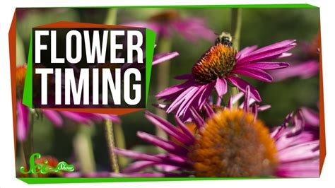 When in bloom, blackberries (rubus fruticosus) attract bees and butterflies to the sweet nectar within the flowers. How Do Flowers Know When to Bloom? - YouTube