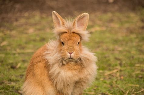 The Lionhead Rabbit Complete Guide And Top Facts
