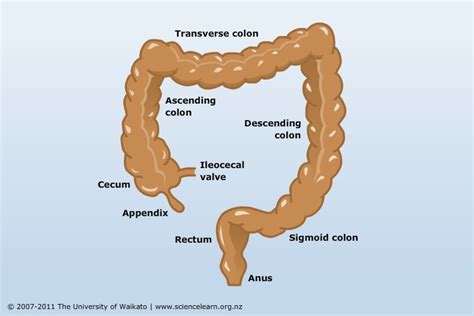 The cecum (the widest part of large intestine) leads to the ascending (right) colon, which ascends vertically from right iliac fossa through the right lumbar region into right hypochondrium under the liver. The large intestine — Science Learning Hub