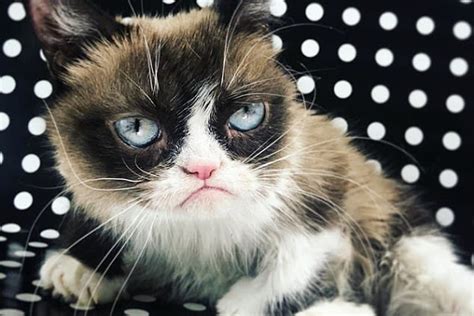 Grumpy Cat Internet Star Dies At Age Of 7 Apsters Media