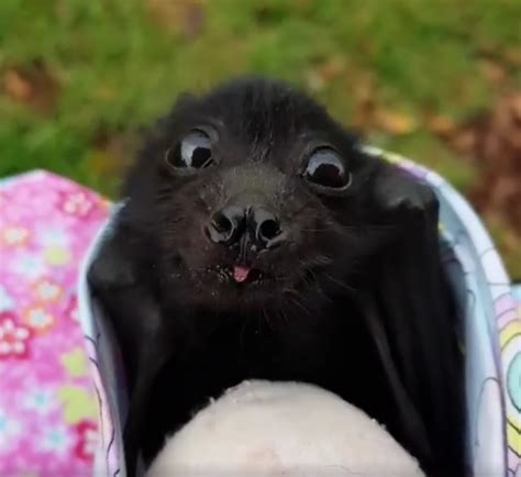 Baby Bat Tongue Rbatty