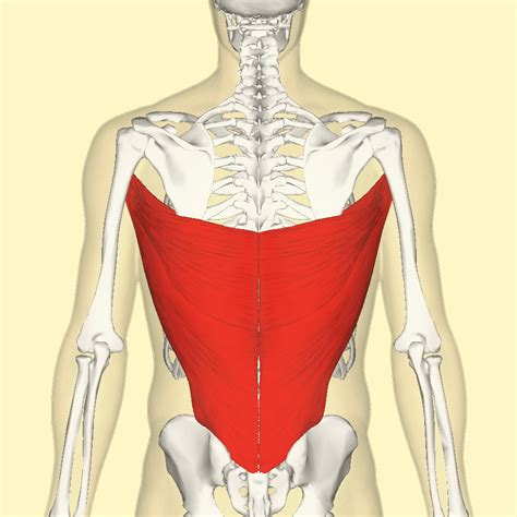 Latissimus Dorsi The Definitive Guide Biology Dictionary Hot Sex Picture