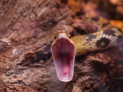 As soon as you can, call 911 and while you wait for a paramedic, remove any clothes or jewelry around the bite because the area will swell quickly. Royalty Free Snake Mouth Open Pictures, Images and Stock ...