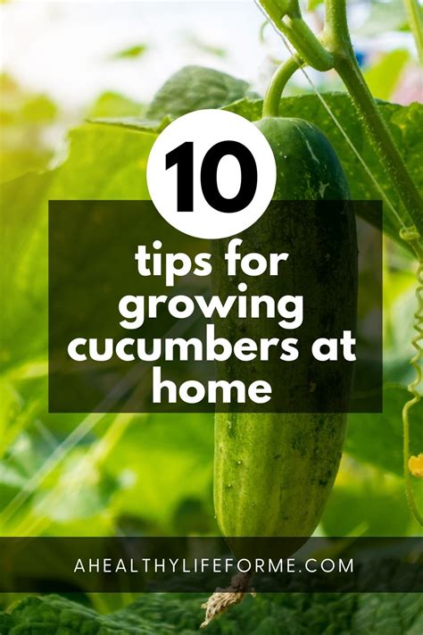 Cucumber Gardening Tips A Healthy Life For Me