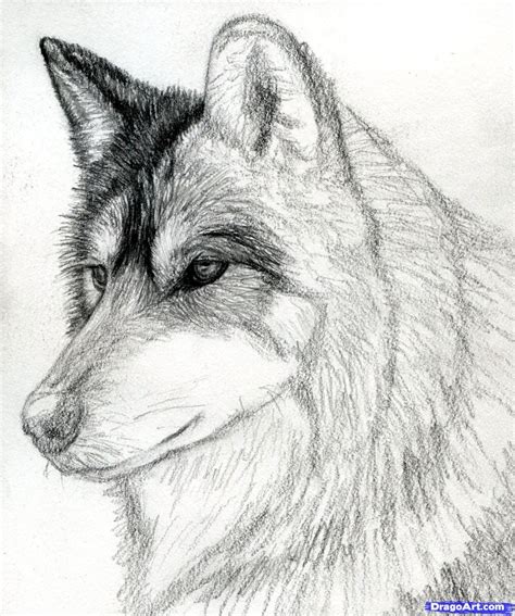 How To Draw A Sketched Wolf Sketch Drawing Idea