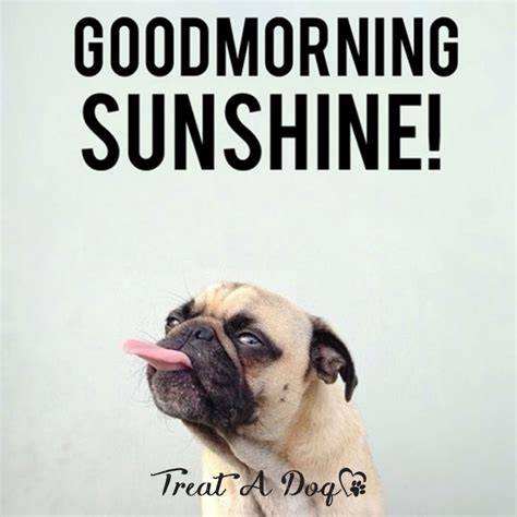 With tenor, maker of gif keyboard, add popular good morning sunshine animated gifs to your conversations. Good Morning Memes good morning sunshine | Picsmine