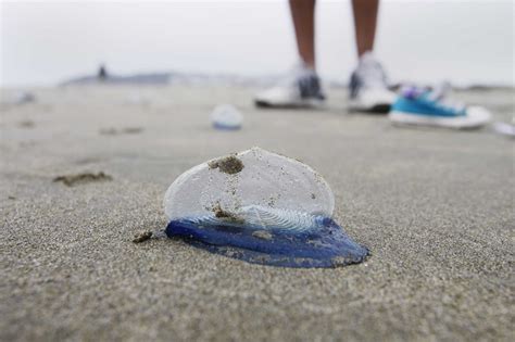 Tiny Blue Sea Creatures Are Washing Up On California Beaches