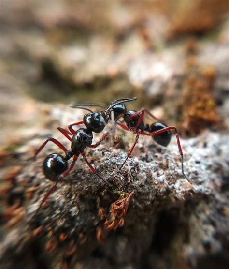 Duas Formigas Vermelhas Que Aproximam Se Foto De Stock Imagem De