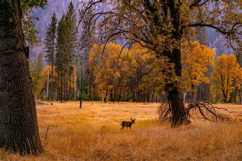 Fall Colors In Yosemite National Park Travel Guide — Out Hiking
