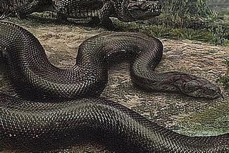Meet The Snakes Of The Mesozoic And Cenozoic Eras Prehistoric Snake